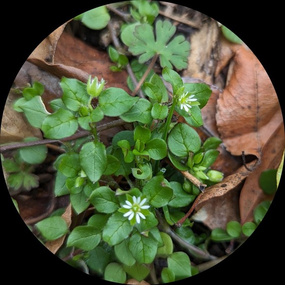 stellaria